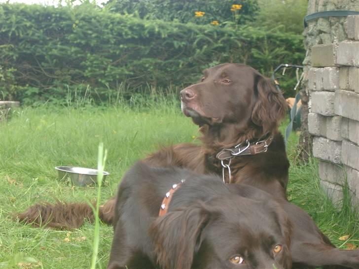 Blanding af racer Pinto - Han er for lækkker <3 billede 12