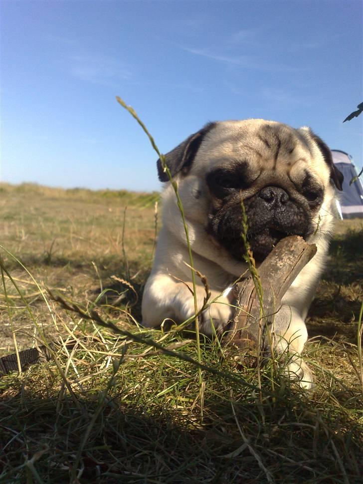 Mops Enzo :) - Uhm lækkert med en tyggepind billede 3