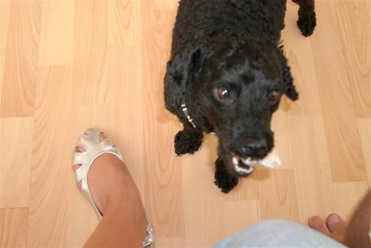 Mellempuddel Taz billede 14