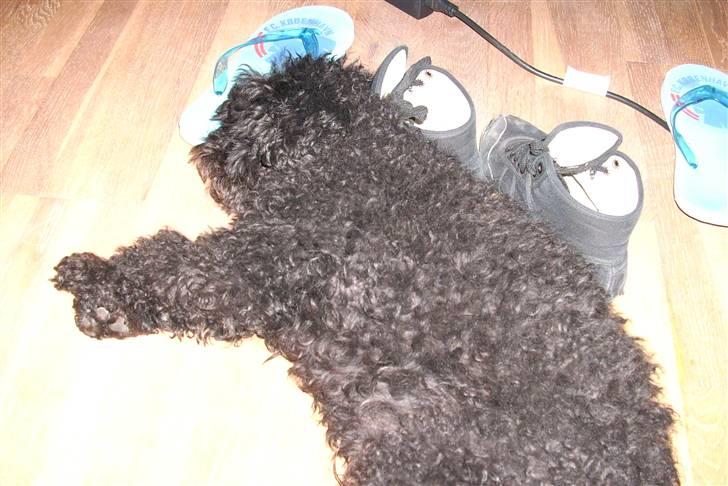 Mellempuddel Taz billede 15