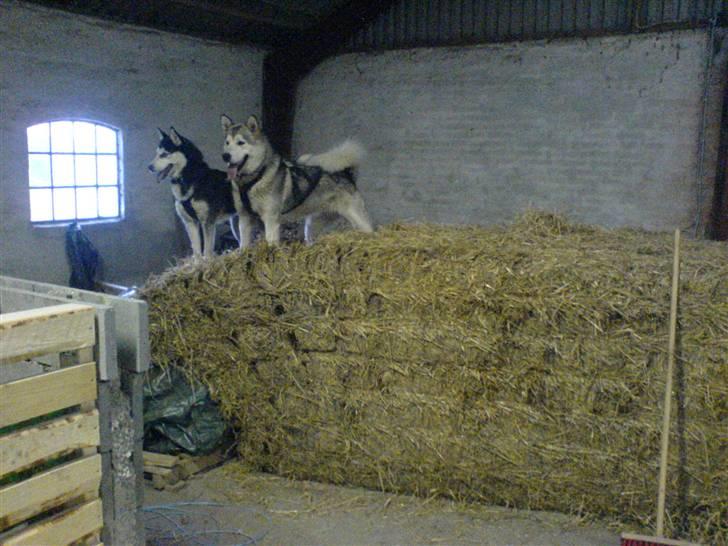 Siberian husky Sheeba *R.I.P* billede 17