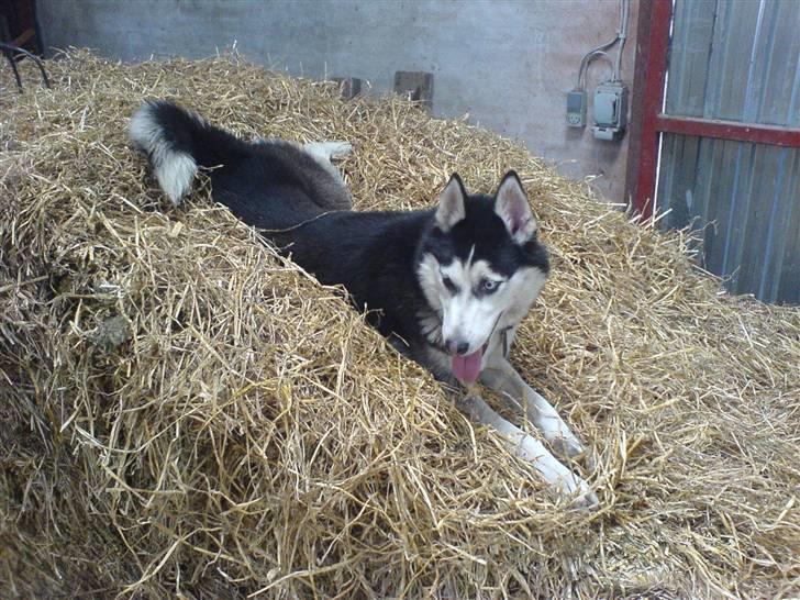 Siberian husky Sheeba *R.I.P* billede 18