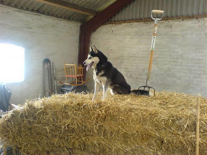 Siberian husky Sheeba *R.I.P* billede 19