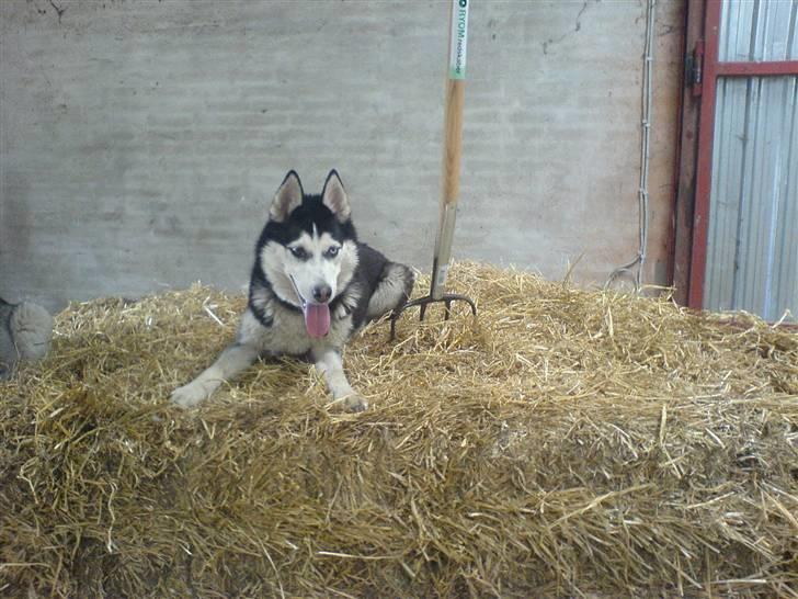 Siberian husky Sheeba *R.I.P* billede 20