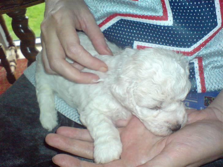 Bichon à poil frisé BIANCA billede 2