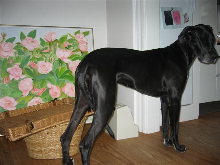 Grand danois Frida - Hvad laver de mon? billede 6