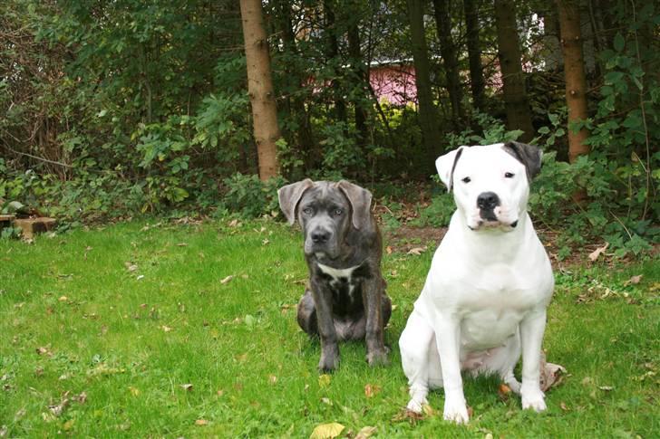 Cane corso ENZO billede 12