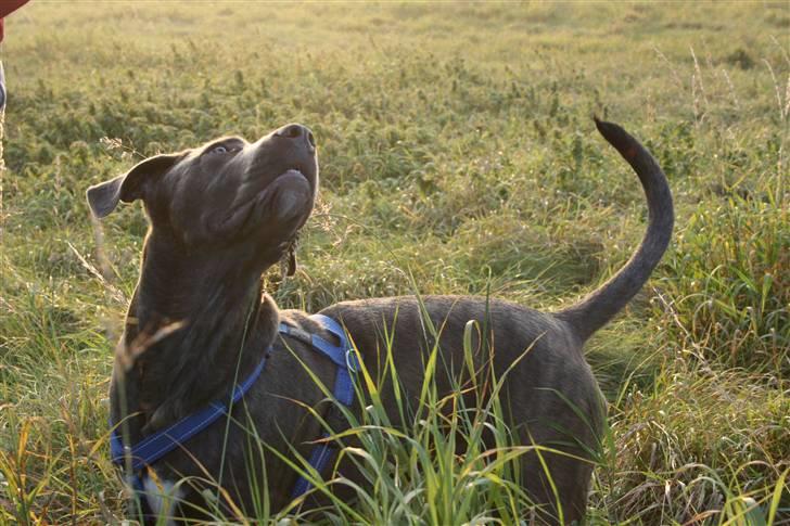 Cane corso ENZO billede 13