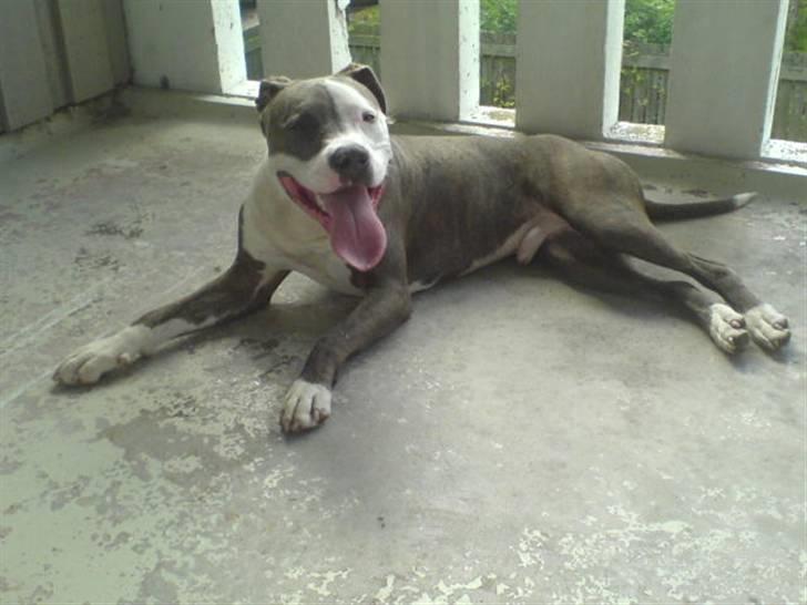 Amerikansk staffordshire terrier Hector billede 16