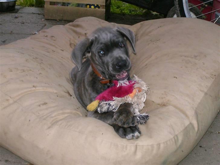 Cane corso ENZO billede 14