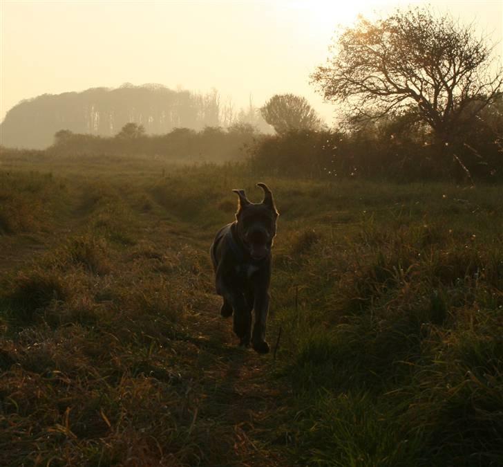 Cane corso ENZO - Her kommer jeg flager musen Enzo billede 15