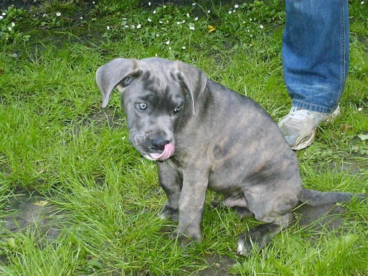 Cane corso ENZO - 12 uger gammel billede 16