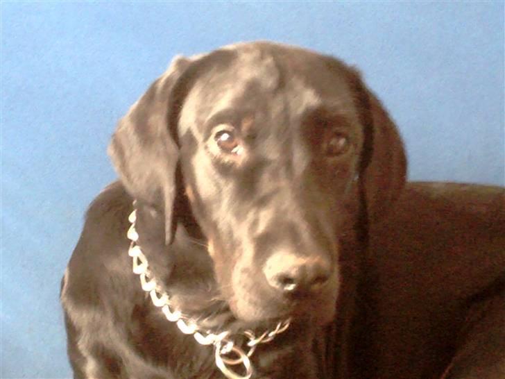 Blanding af racer Skipper billede 15