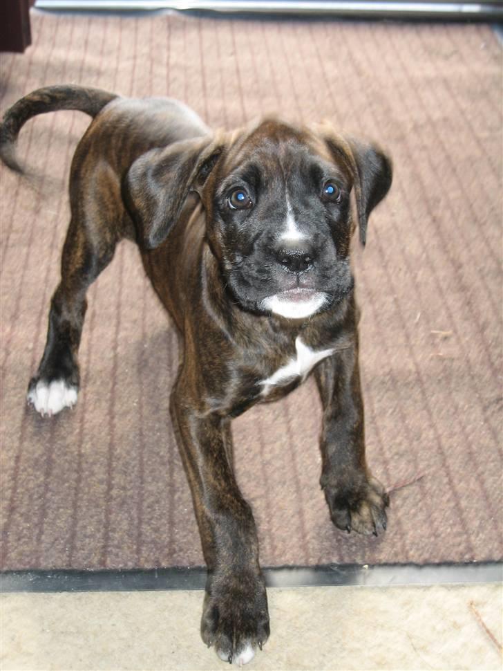 Blanding af racer Boxer/Amstaff. Diva billede 5