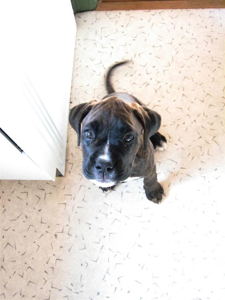 Blanding af racer Boxer/Amstaff. Diva billede 6