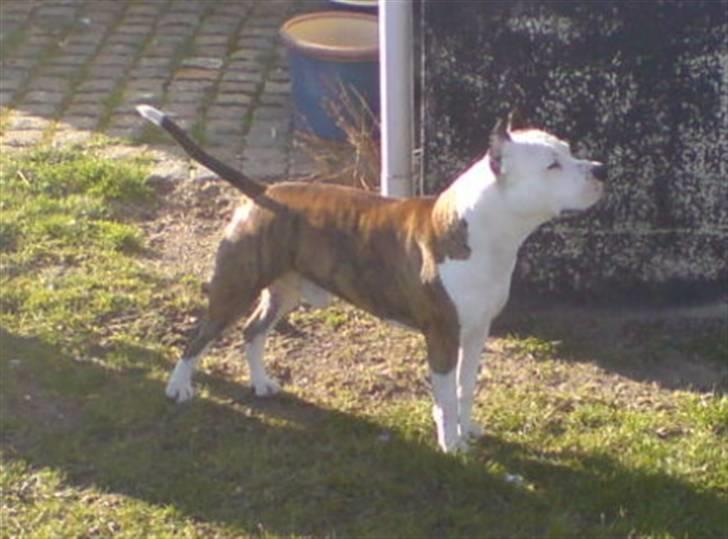 Amerikansk staffordshire terrier cæser billede 1