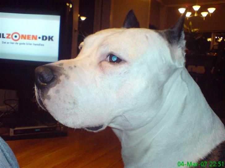 Amerikansk staffordshire terrier cæser billede 2