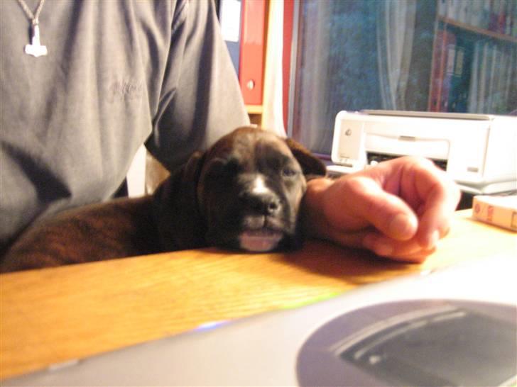 Blanding af racer Boxer/Amstaff. Diva billede 7