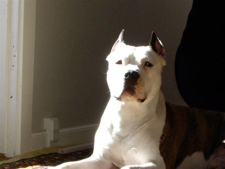 Amerikansk staffordshire terrier cæser billede 3