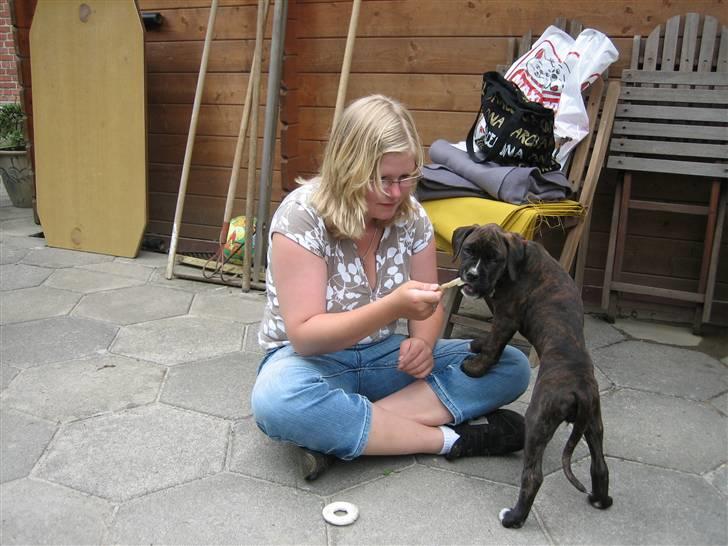 Blanding af racer Boxer/Amstaff. Diva billede 8