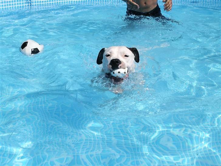Amerikansk bulldog Razzia - Se mer pool i fotoalbummet1 billede 16
