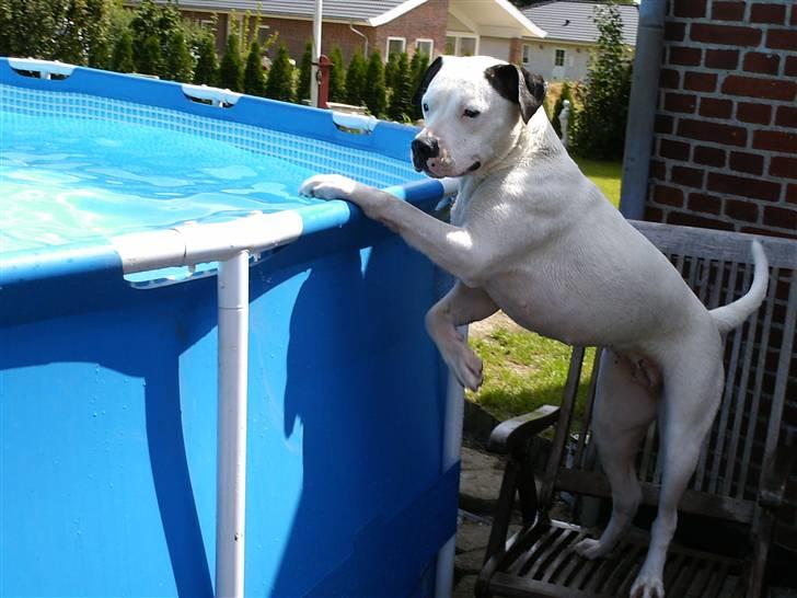 Amerikansk bulldog Razzia - Se flere pool fotos i mit fotoalbum billede 17