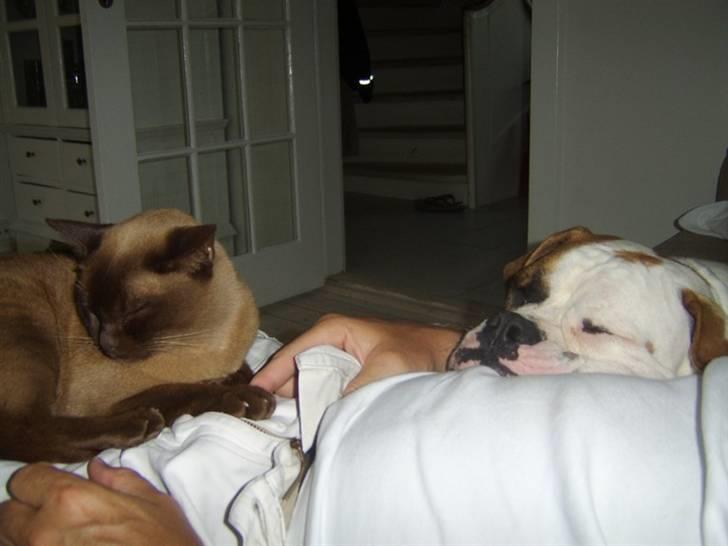 Amerikansk bulldog Ida aka Amagerpigen f. - Aftenhygge på amager... billede 9