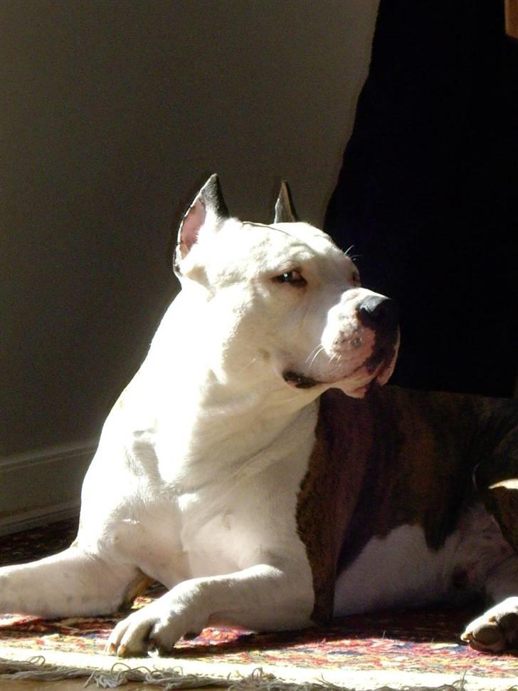 Amerikansk staffordshire terrier cæser billede 5