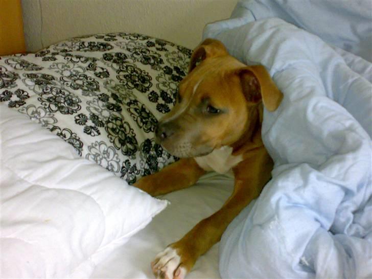 Amerikansk staffordshire terrier Kovu billede 7