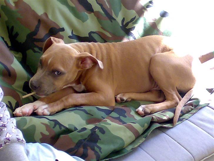 Amerikansk staffordshire terrier Kovu billede 8