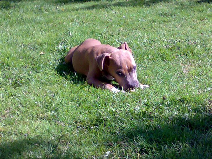 Amerikansk staffordshire terrier Kovu billede 9