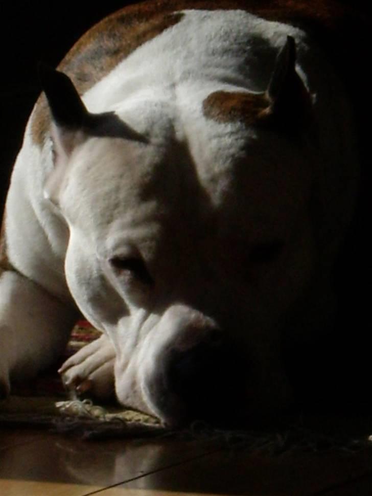 Amerikansk staffordshire terrier cæser billede 6