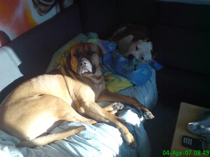 Amerikansk staffordshire terrier cæser - her slapper han af med vores anden han hund som er en tosa billede 7