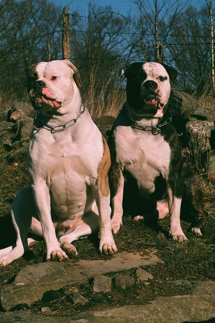 Amerikansk bulldog Mini Hanne - Hanne og Victor billede 15