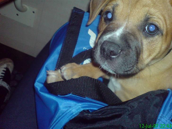 Blanding af racer Diva R.I.P Baby-D - Ligger lige i tasken på vej hjem til bornholm med natfærgen billede 10