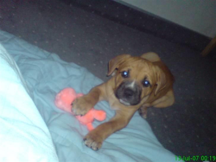 Blanding af racer Diva R.I.P Baby-D - chiller lidt i kahytten inden vi skal sove billede 11