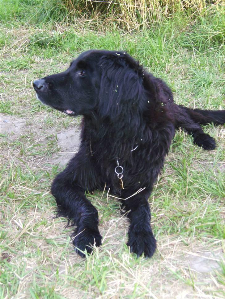 Blanding af racer Basse (1994-2007)  - Flot profil :)  billede 11