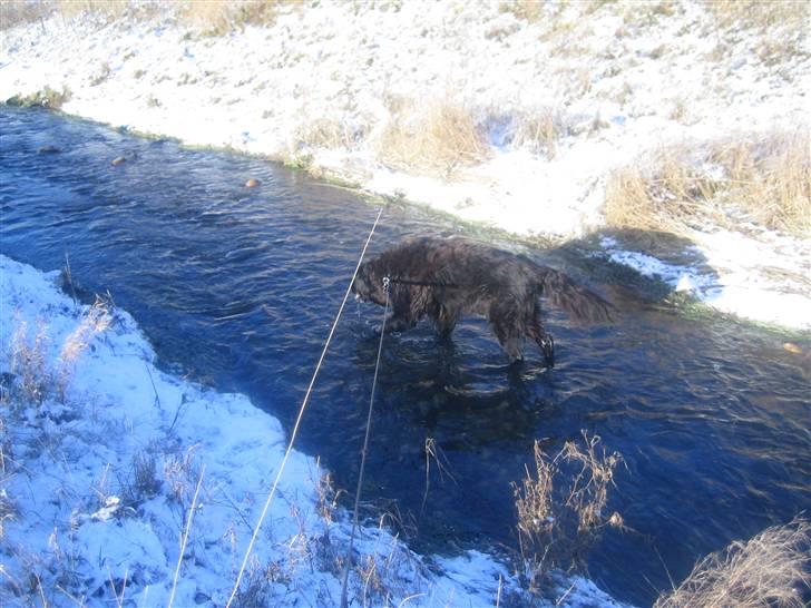 Blanding af racer Basse (1994-2007)  - Vinterbadning skulle være sundt :) billede 12