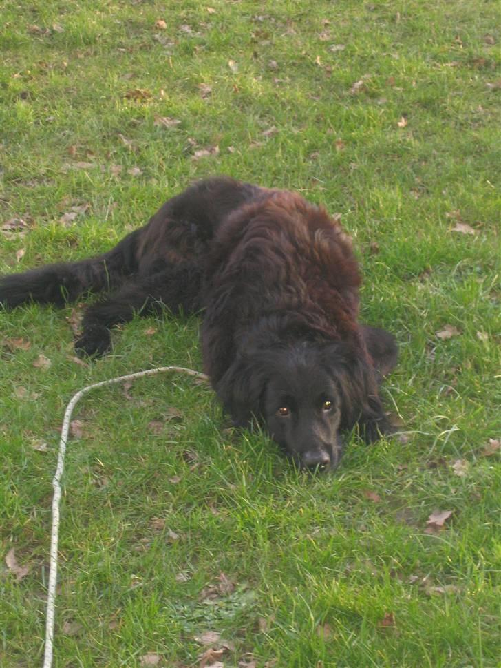 Blanding af racer Basse (1994-2007)  - Ligger og hygger sig udenfor  billede 13