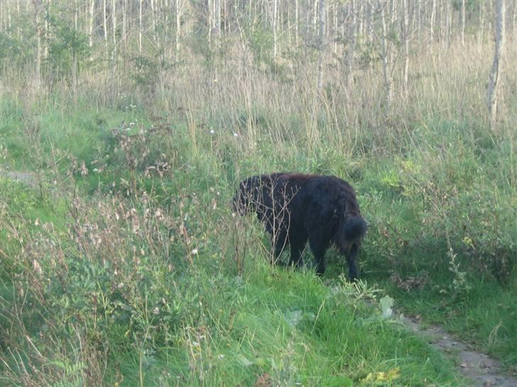 Blanding af racer Basse (1994-2007)  - Basse på opdagelse  billede 14