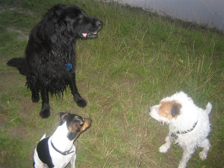 Blanding af racer Basse (1994-2007)  - Førerhunden Basse: Hva så Basse, hvad skal vi nu?  billede 15