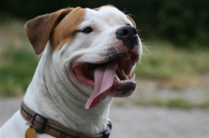 Amerikansk bulldog Rahbeks Ayla - Ayla 9½ mdr. billede 14