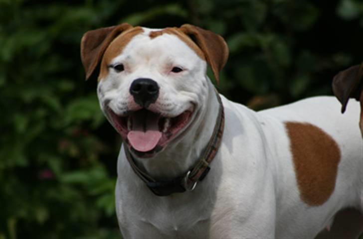 Amerikansk bulldog Rahbeks Ayla - Ayla 9½ mdr. billede 15