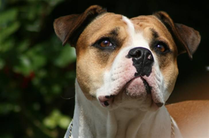 Amerikansk bulldog Kettners Kiara, "Shiva" - Shiva 4 år gammel. billede 11