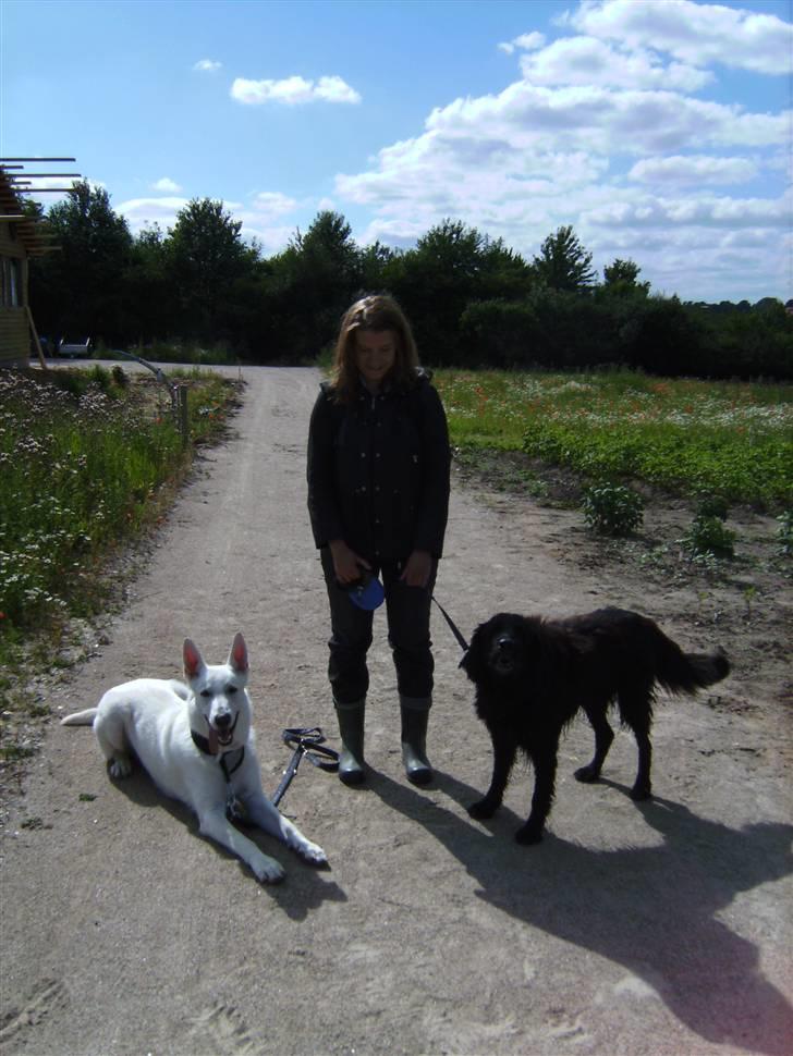 Blanding af racer Basse (1994-2007)  - Basse siger: bliv nu færdig med at tage billeder - jeg vil have en guf!  billede 17