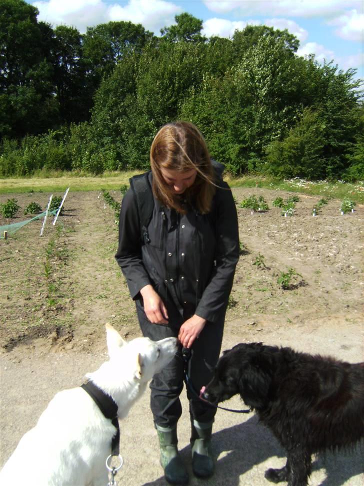 Blanding af racer Basse (1994-2007)  - Basse slikker sig om munden: MUMS - jeg ELSKER guffer!! :) billede 18