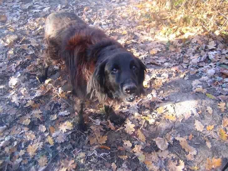 Blanding af racer Basse (1994-2007)  - Jeg elsker de guffer! :) billede 19