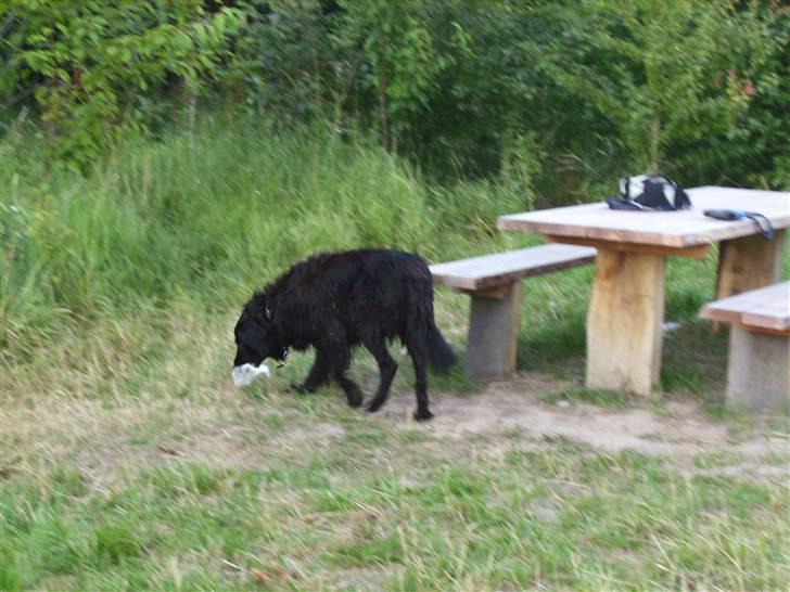 Blanding af racer Basse (1994-2007)  - Når mor ikke kan finde ud af at give guffer må man jo selv tage dem! - Basse taget på fersk gerning billede 20