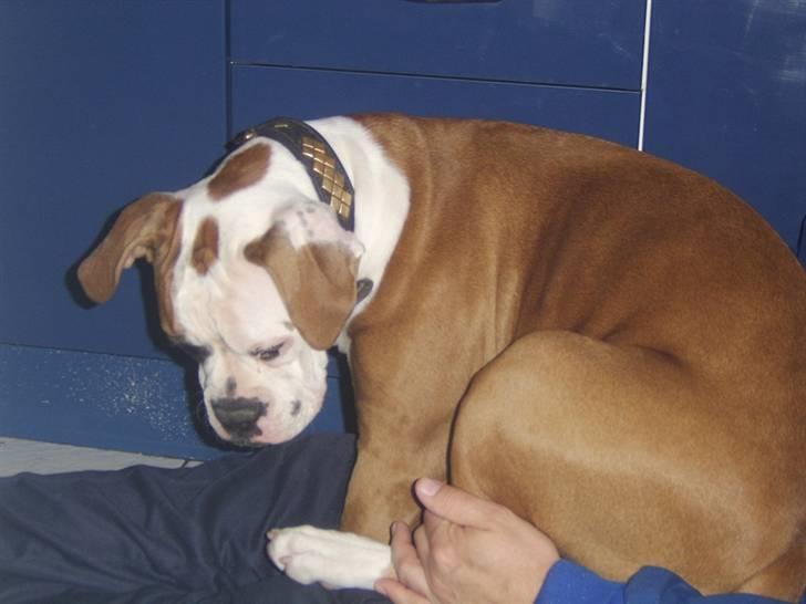Amerikansk bulldog Ida aka Amagerpigen f. - Ida er en skødehund - men lige stor nok til det. Her 5 1/2 mdr gammel billede 10