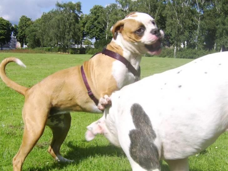 Amerikansk bulldog Ida aka Amagerpigen f. - Leg med brormand... billede 11